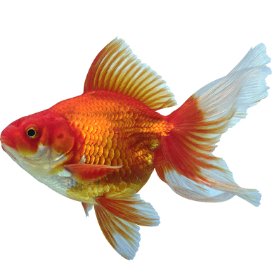 goldfish_02.jpg